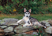 PUP 34 CE0004 01
Siberian Husky Puppy Laying On Stone Wall By Grass And Shrubs