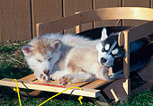PUP 34 CE0005 01
Two Siberian Husky Puppies Sleeping On Wooden Sled By Fence