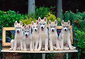 PUP 34 CE0006 01
Six Siberian Husky Puppies Sitting On Wooden Bench By Shrubs And Trees
