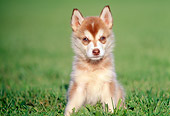 PUP 34 GR0006 01
Siberian Husky Puppy Sitting On Grass