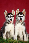 PUP 34 GR0013 01
Two Siberian Husky Puppies Sitting In Grass By Red Wall