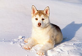 PUP 34 LS0001 01
Siberian Husky Puppy Laying On Snow