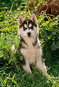 PUP 34 RC0001 01
Portrait Of Siberian Husky Puppy Sitting Among Foliage