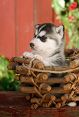 PUP 34 RC0004 01
Portrait Of Siberian Husky Puppy Sitting In Wood Branch Basket On Table