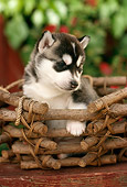 PUP 34 RC0005 01
Portrait Of Siberian Husky Puppy Sitting In Wood Branch Basket On Table