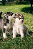 PUP 34 RC0008 01
Portrait Of Two Siberian Husky Puppies Playing On Grass