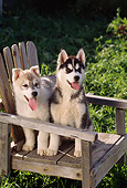 PUP 34 RC0009 01
Portrait Of Two Siberian Husky Puppies Sitting On Wooden Chair In Garden