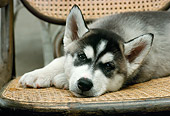 PUP 34 RC0011 01
Portrait Of Siberian Husky Puppy Laying On Chair