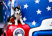 PUP 34 RK0001 08
Siberian Husky Puppy Sitting On Fender Of Old Red And Blue Truck