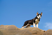 PUP 34 RK0004 02
Siberian Husky Standing On Top Of Rocks Blue Sky