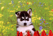 PUP 34 RK0013 02
Head Shot Of Siberian Husky Behind Red Fence Flower Field Painting Background