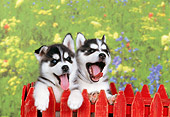 PUP 34 RK0015 01
Head Shot Of Two Siberian Husky Puppies Standing Behind Red Fence Mouth Open