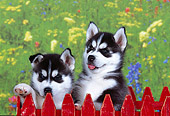PUP 34 RK0016 03
Head Shot Of Siberian Husky Puppies Behind Red Fence Facing Camera