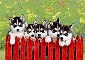 PUP 34 RK0018 01
Head Shots Of Siberian Huskies Behind Red Fence