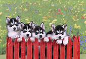 PUP 34 RK0018 02
Head Shots Of Siberian Huskies Behind Red Fence