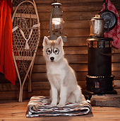 PUP 34 RS0002 02
Siberian Husky Puppy Sitting In Cabin