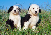 PUP 35 CB0001 01
Two Old English Sheepdog Puppies Sitting In Grass