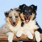 PUP 35 CB0002 01
Two Shetland Sheepdog Puppies Leaning On Railing