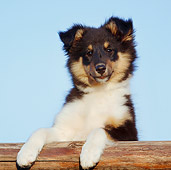 PUP 35 CB0003 01
Shetland Sheepdog Puppy Leaning On Railing