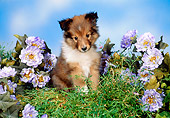PUP 35 FA0001 01
Shetland Sheepdog Puppy Sitting On Grass By Purple Flowers
