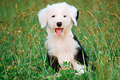 PUP 35 GR0013 01
Old English Sheepdog Puppy Sitting On Grass