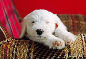 PUP 35 GR0025 01
Old English Sheepdog Puppy Sleeping On Chair