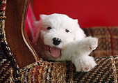 PUP 35 GR0026 01
Old English Sheepdog Puppy Sitting On Chair