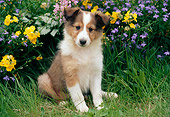 PUP 35 GR0027 01
Shetland Sheepdog Puppy Sitting In Garden