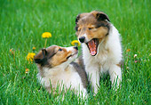 PUP 35 GR0032 01
Two Shetland Sheepdog Puppies On Lawn By Dandelions