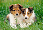 PUP 35 GR0034 01
Two Shetland Sheepdog Puppies Laying In Tall Grass