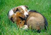 PUP 35 GR0035 01
Two Shetland Sheepdog Puppies Sleeping On Lawn