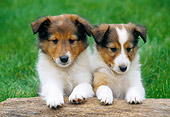 PUP 35 GR0038 01
Two Shetland Sheepdog Puppies Leaning On Log