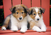 PUP 35 GR0039 01
Two Shetland Sheepdog Puppies Laying On Outdoor Chair
