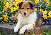 PUP 35 GR0042 01
Shetland Sheepdog Puppy Laying On Bricks In Garden
