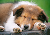 PUP 35 GR0043 01
Close-Up Of Shetland Sheepdog Puppy Sleeping On Brick