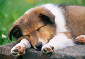 PUP 35 GR0044 01
Close-Up Of Shetland Sheepdog Puppy Sleeping On Brick