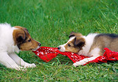 PUP 35 GR0045 01
Close-Up Of Two Shetland Sheepdog Puppies Playing Tug Of War With Red Handkerchief