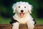 PUP 35 GR0046 01
Old English Sheepdog Puppy Leaning On Log