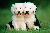 PUP 35 GR0047 01
Two Old English Sheepdog Puppies Sitting On Lawn