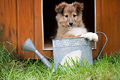 PUP 35 JE0001 01
Shetland Sheepdog Puppy Sitting In Watering Can On Grass