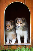 PUP 35 JE0003 01
Shetland Sheepdog Puppies Sitting In Doghouse Doorway
