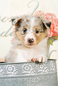 PUP 35 JE0004 01
Close-Up Of Shetland Sheepdog Puppy Sitting In Watering Can