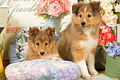 PUP 35 JE0005 01
Shetland Sheepdog Puppies Sitting On Cushions With Watering Can With Purple Flowers And White And Pink Roses