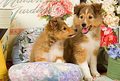 PUP 35 JE0006 01
Shetland Sheepdog Puppies Sitting On Cushions With Watering Can With Purple Flowers And White And Pink Roses