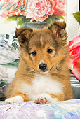 PUP 35 JE0007 01
Close-Up Of Shetland Sheepdog Puppy Laying On Cushion