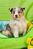 PUP 35 JE0008 01
Shetland Sheepdog Puppy Sitting In Green, Blue And Yellow Dog Bed