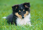 PUP 35 JS0002 01
Shetland Sheepdog Puppy Laying On Grass