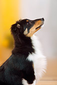 PUP 35 PE0001 01
Shetland Sheepdog Puppy Sitting And Looking Up