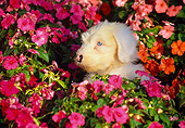PUP 35 RK0003 02
Head Shot Of Old English Sheepdog In Flower Garden