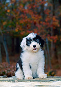 PUP 35 CE0001 01
Old English Sheepdog Puppy Sitting On Stone Wall By Woods